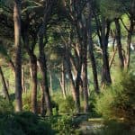 Sanlúcar pinar de Algaida - pine forest - Pinienwald