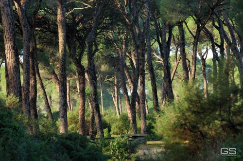 Sanlúcar pinar de Algaida - pine forest - Pinienwald