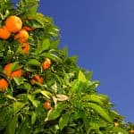 Costa de la Luz naranjo - orange tree - Orangenbaum
