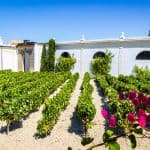 Jerez de la Frontera, bodega - viñas - vineyards - Sherry Weinreben